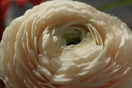 Cream flowerのeditorial素材