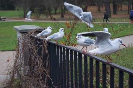 Seagulls in flightの写真素材