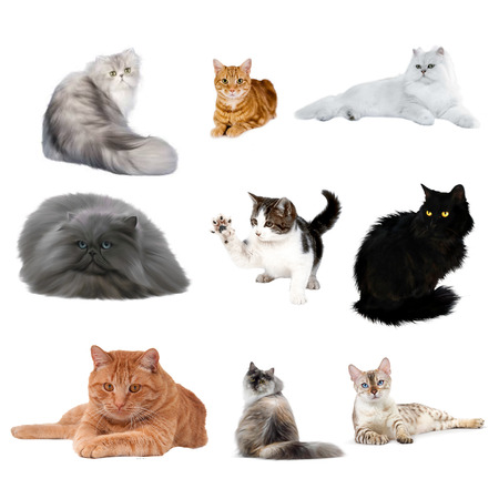 Set of cats icon.のイラスト素材