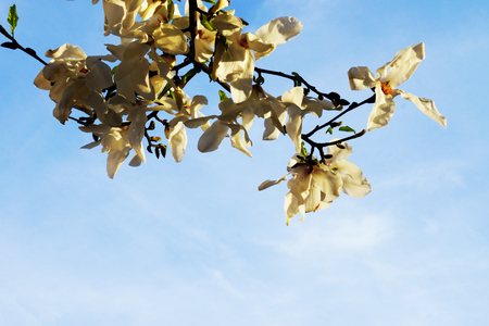 magnolia flowers against sky backgroundの写真素材