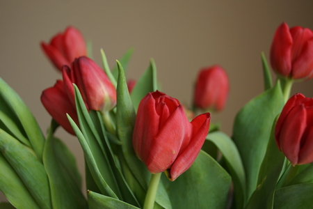 Beautiful red tulipsの写真素材
