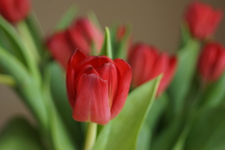 Beautiful red tulipsの写真素材