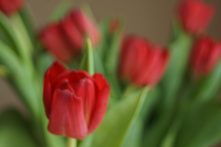 tulips wallpaperの写真素材