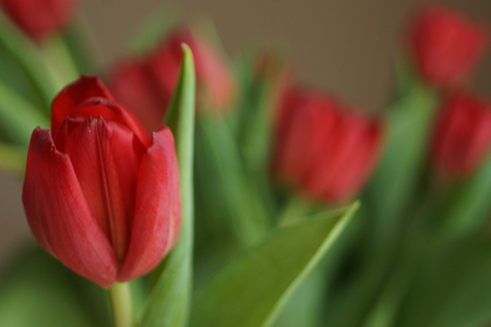 tulips wallの写真素材