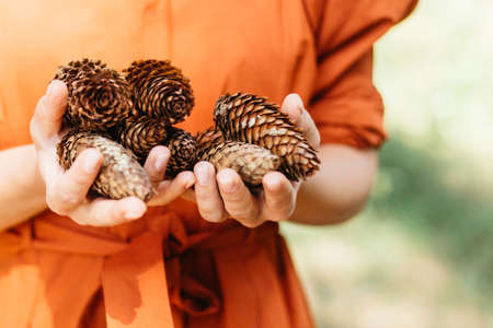 Pine cones in hand. Ecology.
