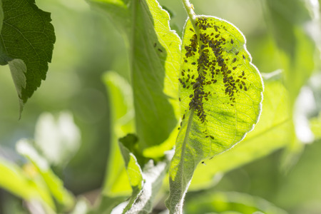 Rosy apple aphids on the inside of the leaf. Agricultural pestの写真素材