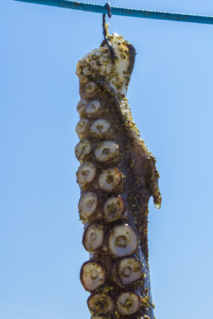 Octopus tentacle , fresh and marinated , hanging out to dry on natural sunlight. Healthy  and tasty seafood. Close upの写真素材