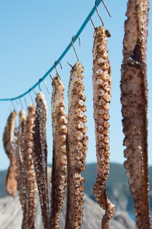 Octopus tentacles , fresh and marinated , hanging out to dry on natural sunlight. Healthy  and tasty...