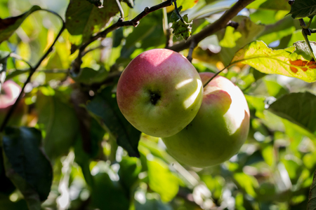 Untreated ripe apples on a tree branch in orchard, close up. Organic plantation. Healthy living concept.の写真素材