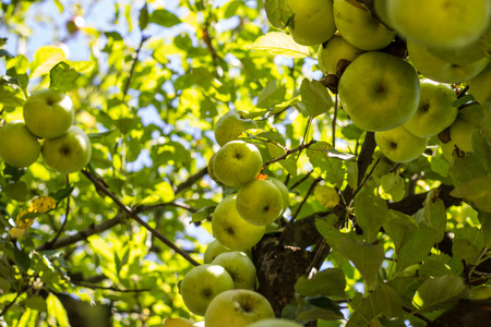 Untreated ripe green apples on a tree in orchard. Organic plantation. Healthy living concept.