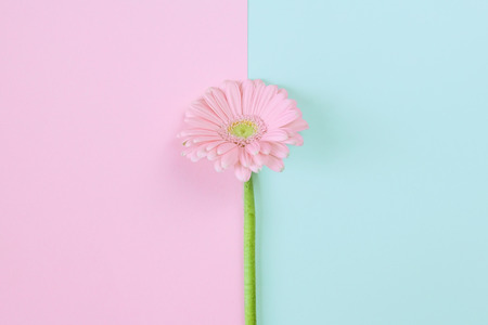 Creative layout made of light pink Gerbera Daisy flower on a pastel background. Flower composition. Hello spring concept. Minimal style, flat lay. Text spaceの写真素材