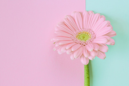 Flower composition. Creative layout made of light pink Gerbera Daisy single flower on a pastel background, close up. Hello spring concept. Minimal retro style, flat lay. Text spaceの写真素材