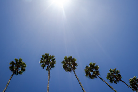 Palm trees against blue sky. Summer background. Vintage styleの写真素材