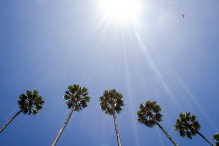 Vintage coconut palm tree on sky background. Summer season concept.の写真素材
