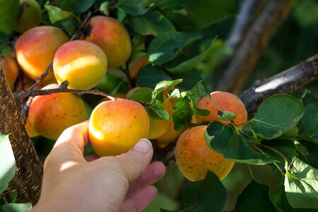 Woman hand picking ripe apricot from tree on organic  plantation. Untreated fruit, close up. Healthy living.の写真素材