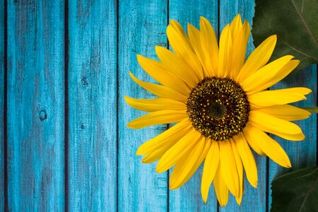 Yellow sunflower on light blue wood background with copy space. Close up. Floral composition, flat lay, top view, minimal style.の写真素材