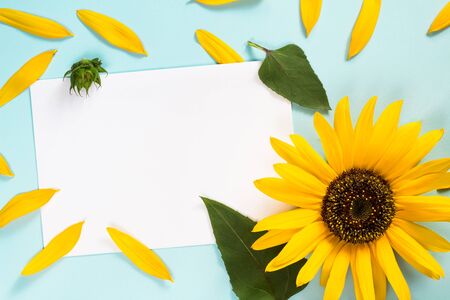 Yellow sunflower, petals and leaves on light blue background with blank white card. Floral composition, flat lay, top view, minimal romantic style. Message conceptの写真素材