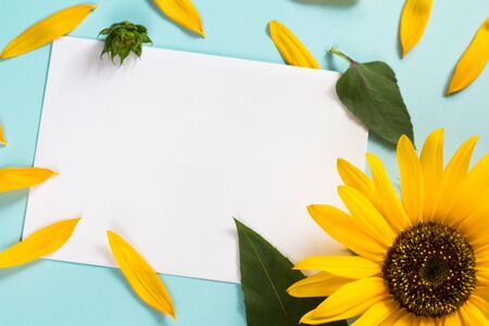 Yellow sunflower on bright blue background with petals. Emotion concept. Summer flat layの写真素材