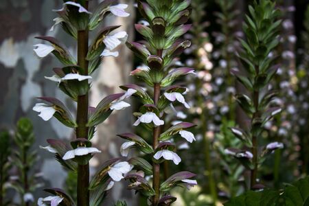 Acanthus mollis, commonly known as bear's breeches, sea dock, bearsfoot or oyster plantの写真素材