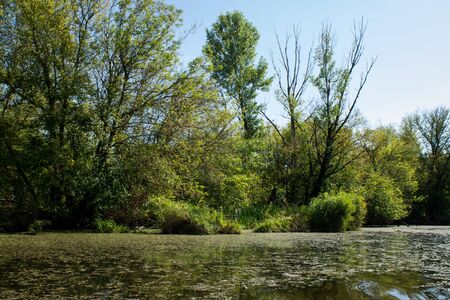 Swamp area Imperial Pond, Carska bara, Serbia. Large natural reserve for rare birds and other species.の写真素材