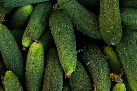 Fresh cucumbers from organic garden. Gardening concept. Close up, top view.の写真素材