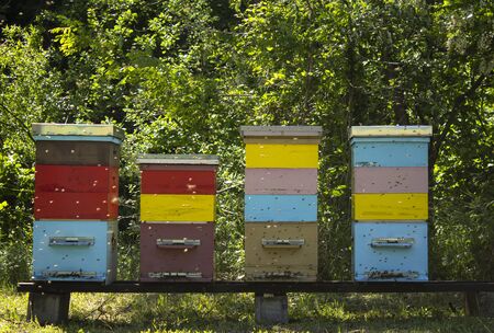 Colorful wooden beehives and bees in apiary near white acacia forest. Apiculture