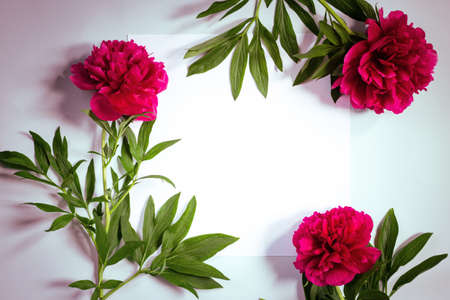 Creative spring, summer background composition.  Colorful flowers with blank paper on light background. Minimal, flat lay spring, summer concept, copy space.の写真素材