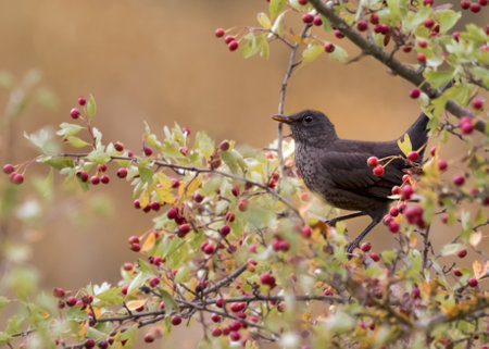 Blackbird, a very common bird in the Andalusian area. This specimen is new at the beginning of springの写真素材