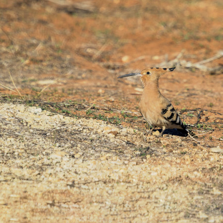 Hoopoe, a large insectivorous bird, walks through the ground in search of food.の写真素材