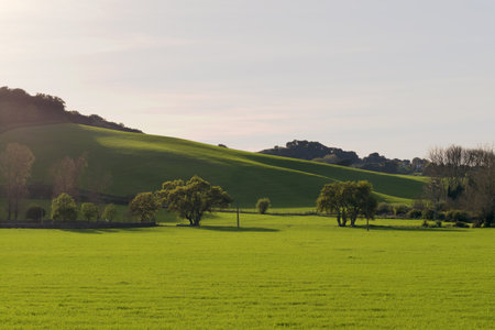 Panoramic of a sown field in springの写真素材