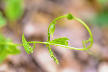 Spring shoots that appear with the first heatの写真素材