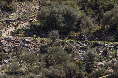 Olive grove in the mountains of Crete, Greece.の写真素材