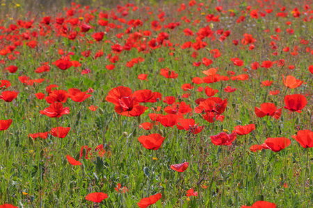 Field of red poppies on a sunny day in spring.の写真素材