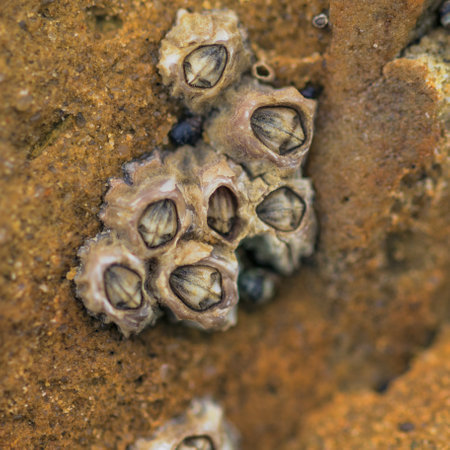 Close-up of barnacles on a rock at low tide.の写真素材