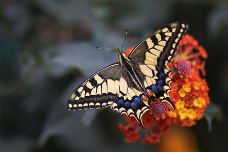 Very colorful butterfly at the beginning of spring sucking a flower from the garden.の写真素材
