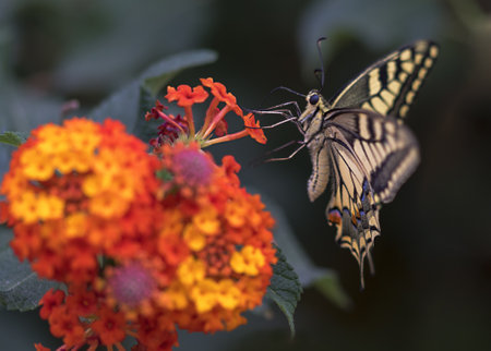 Very colorful butterfly at the beginning of spring sucking a flower from the garden.の写真素材