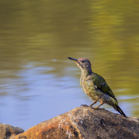 Free-ranging bird, commonly called Pito Real, of the Pica Pinos family, is generally found in dense Mediterranean forests.の写真素材