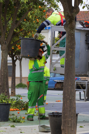 Town hall workers, cutting and arranging street trees, in this case orange trees, common in Andalusia, Spainの素材