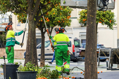 Town hall workers, cutting and arranging street trees, in this case orange trees, common in Andalusia, Spainの素材