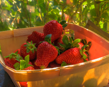 Tray with fresh strawberries in natural light and with a green background of a wild plant. Macro photography.の写真素材