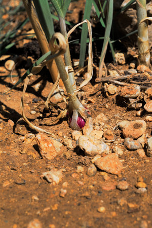 Land in which garlic sprouts have been planted for self-consumptionの写真素材