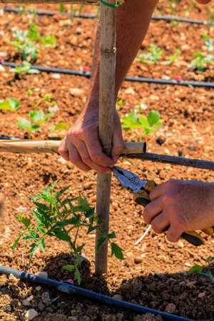 Preparing the canes for planting tomatoes. holding themの写真素材