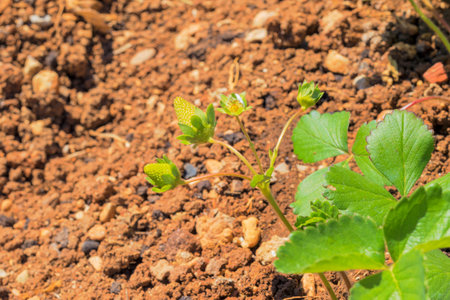Small strawberry plant giving its first fruitsの写真素材