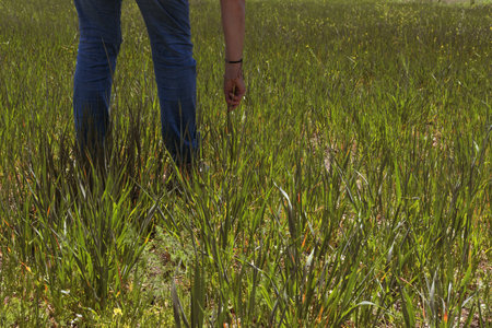 Field sown with plants that have barely developed due to drought. A woman's hand gently caresses the plant that barely sticks out of the groundの写真素材