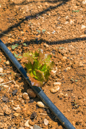 First leaves of a lettuce plant in a vegetable garden. Concept of care, environment, earth.の写真素材