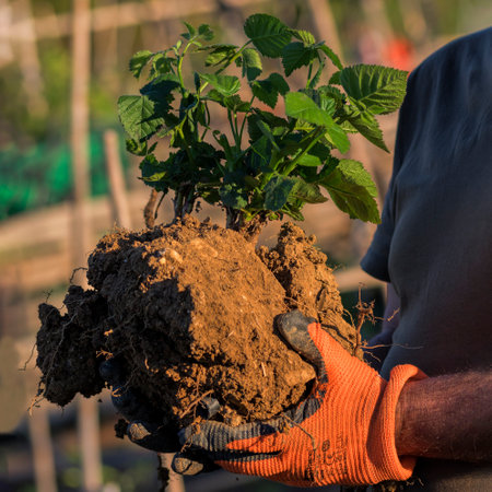 A man's hands carefully carry a plant for transplanting. Hands with gloves. backgroundの写真素材