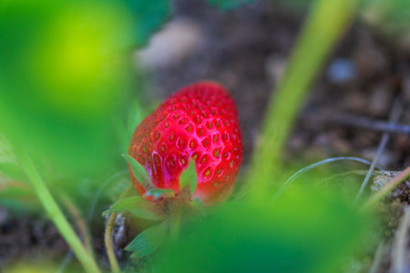 First strawberries in the orchard, already ripe, red. foreground. Macro.の写真素材