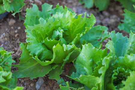 Lettuce plant in the vegetable garden with its first tender leaves. Horizontal photography, close-up.の写真素材