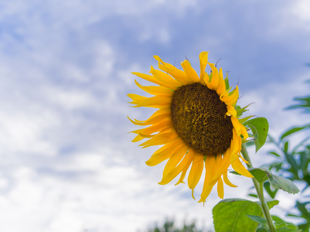 Beautiful with sunflower field over cloudy blue sky and bright sun lightsの写真素材