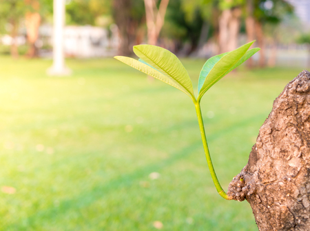 New Life concept with seedling growing treeの写真素材